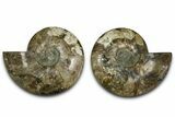 Cut & Polished Crystal-Filled Ammonite Fossil - Madagascar #362398-1